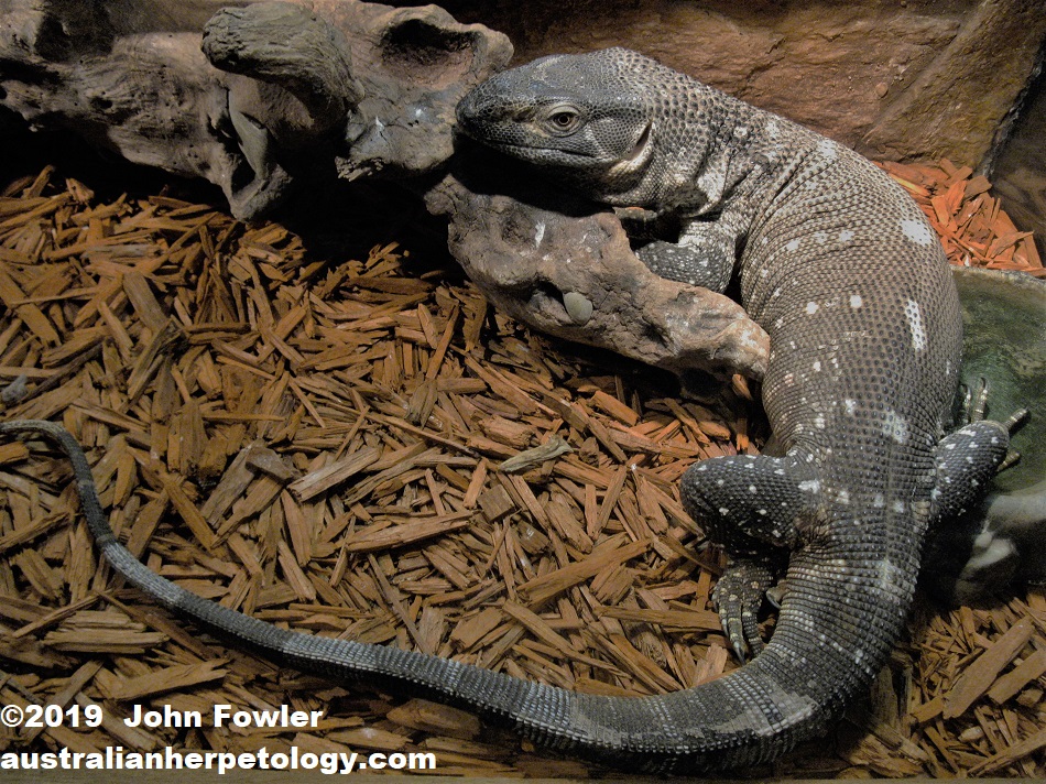 Juvenile Rock Monitor Varanus albogularis